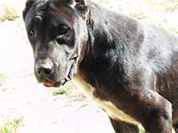 cane corso italiano nero